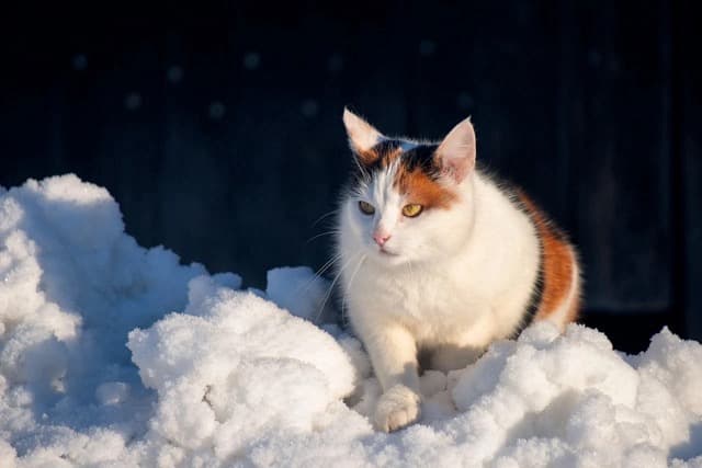 Tricolor cat in snow